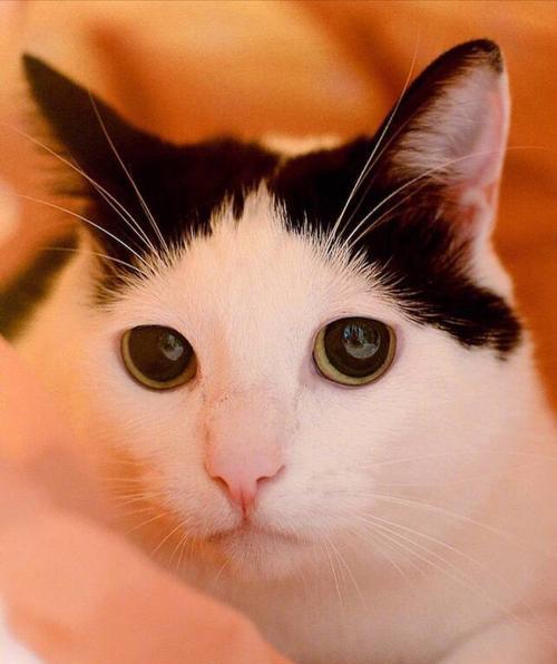 《灵猫传承萌萌猫咪强度大揭秘》（探索猫咪世界）