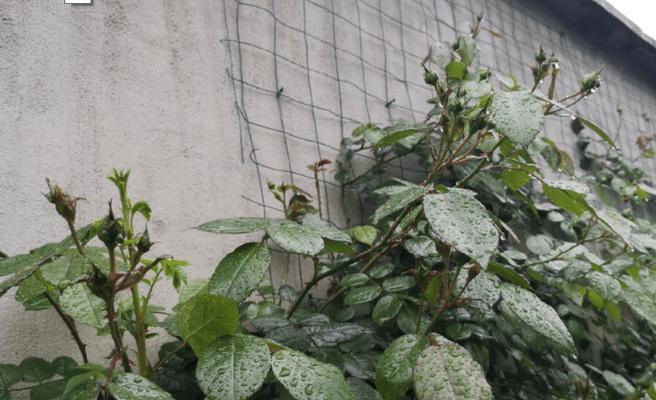 让我们一起来对付虫卵，保卫家园（让我们一起来对付虫卵）