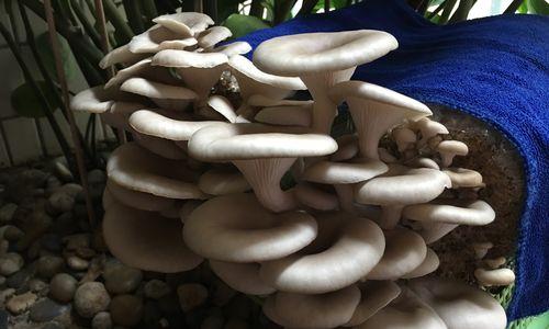 缺氧蘑菇种植方法详解？如何正确种植缺氧蘑菇？