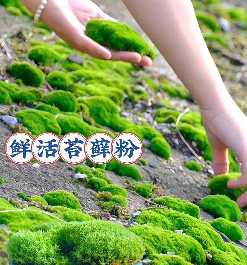 苔石制作方法是什么？