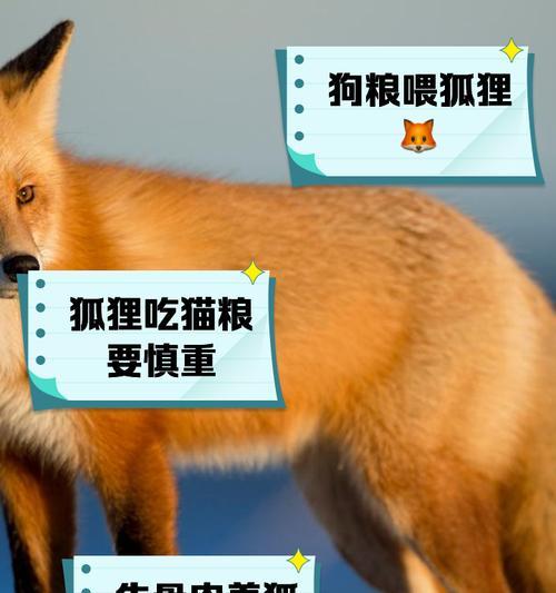 狐狸进场技巧是什么？如何在团战中发挥最大作用？